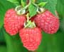 Image of Glen Fyne raspberries